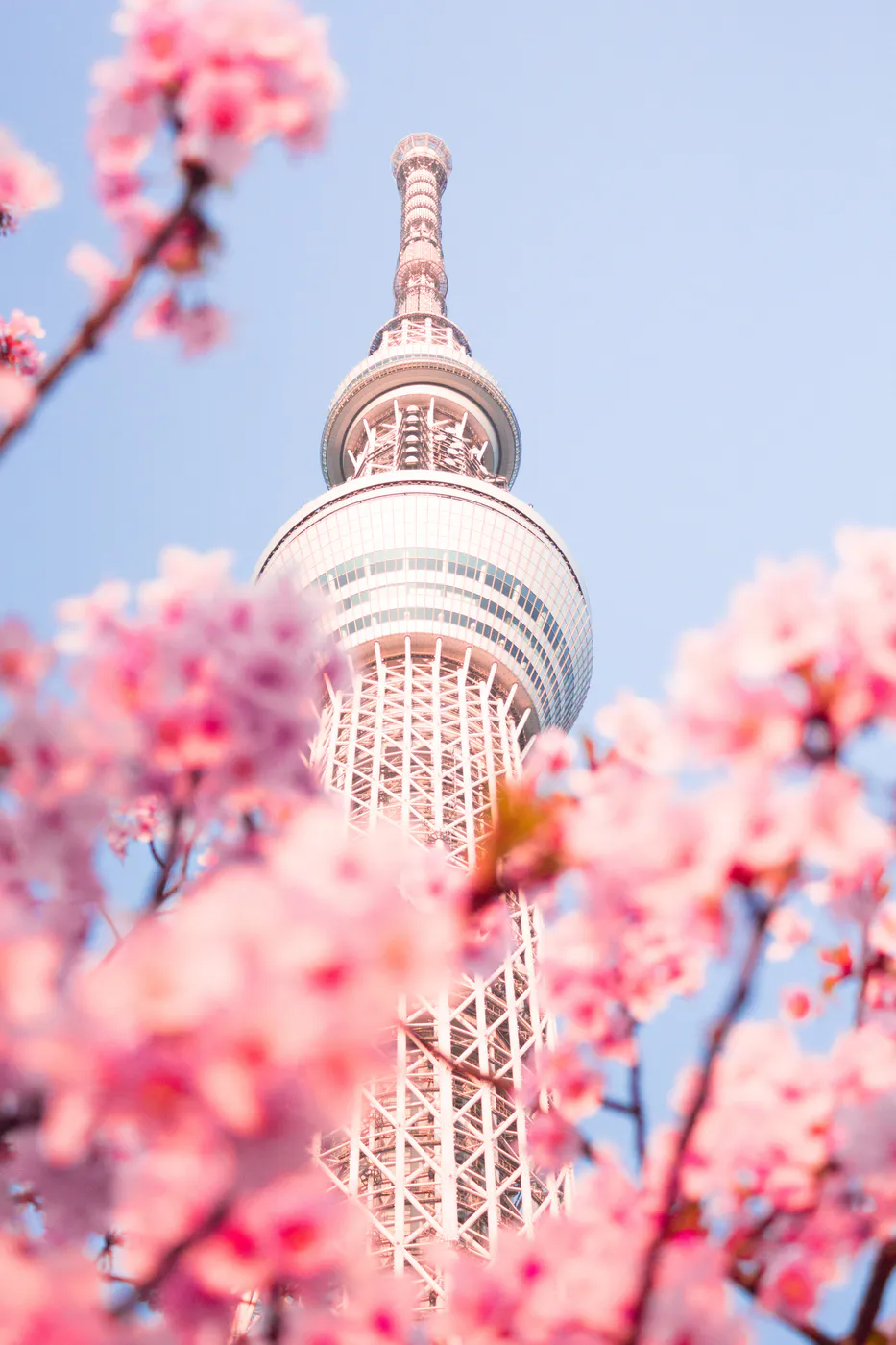hanami skytree