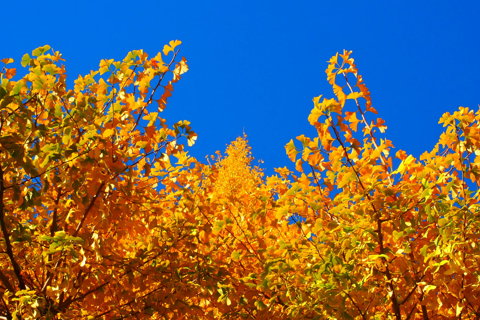 Ginkgo - amore e odio - autunno giapponese