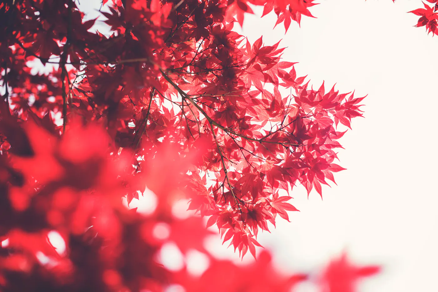 Momiji in Giappone