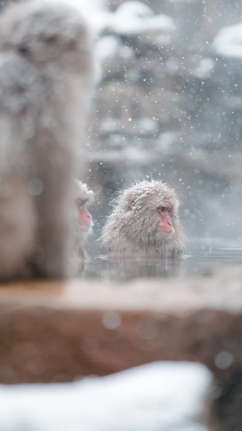 Inverno in Giappone