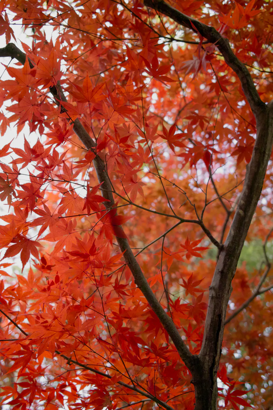 Autunno in Giappone
