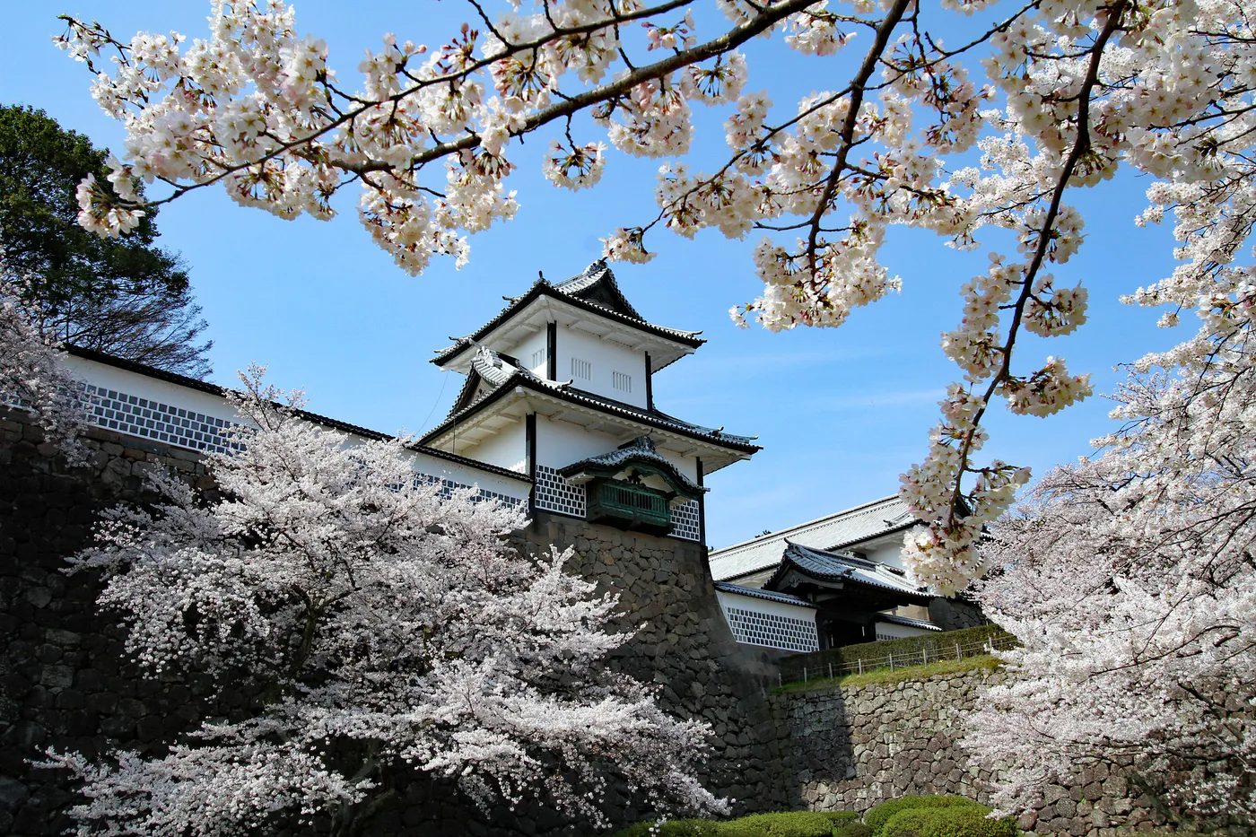 Castello di Kanazawa incorniciato dai ciliegi in fiore.