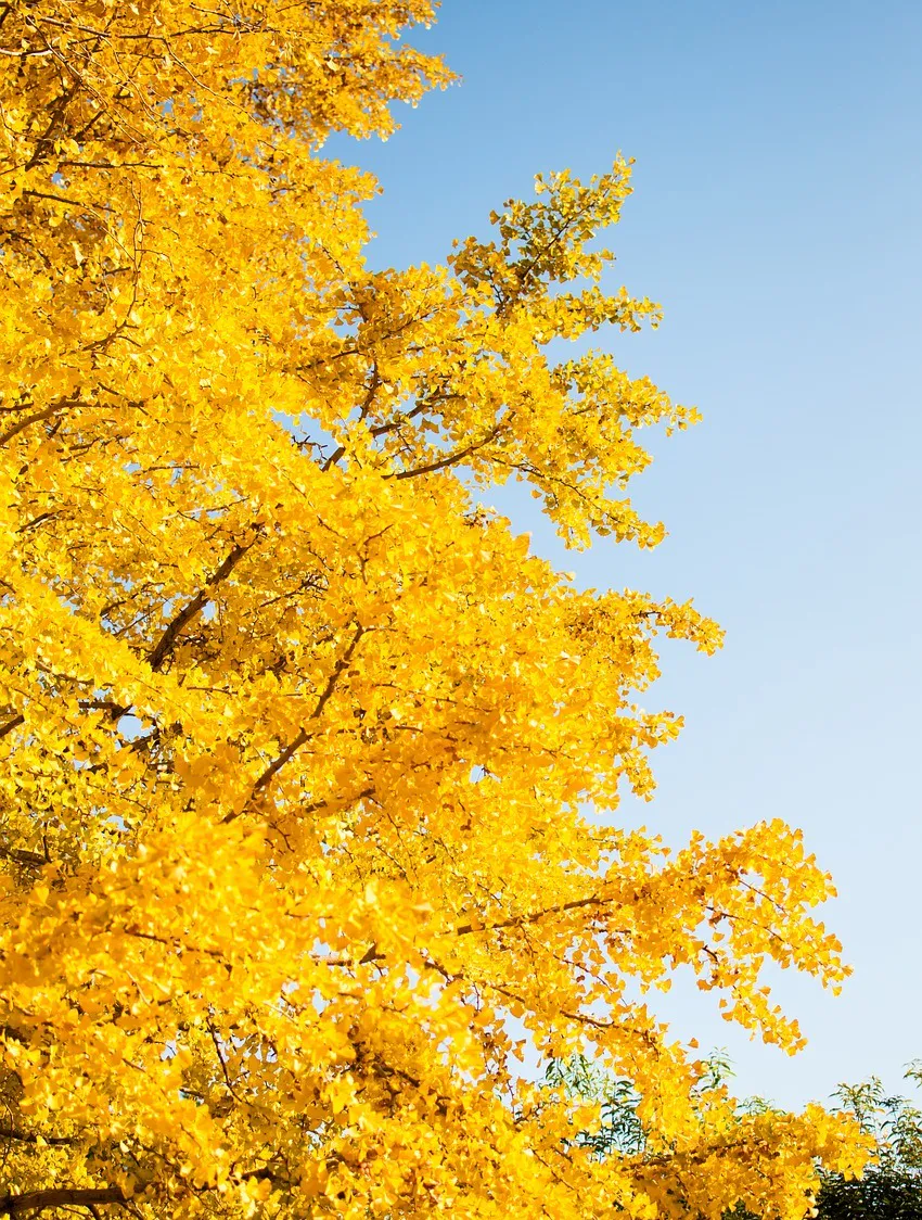 Chioma di un ginkgo dalle foglie gialle contro il cielo azzurro.