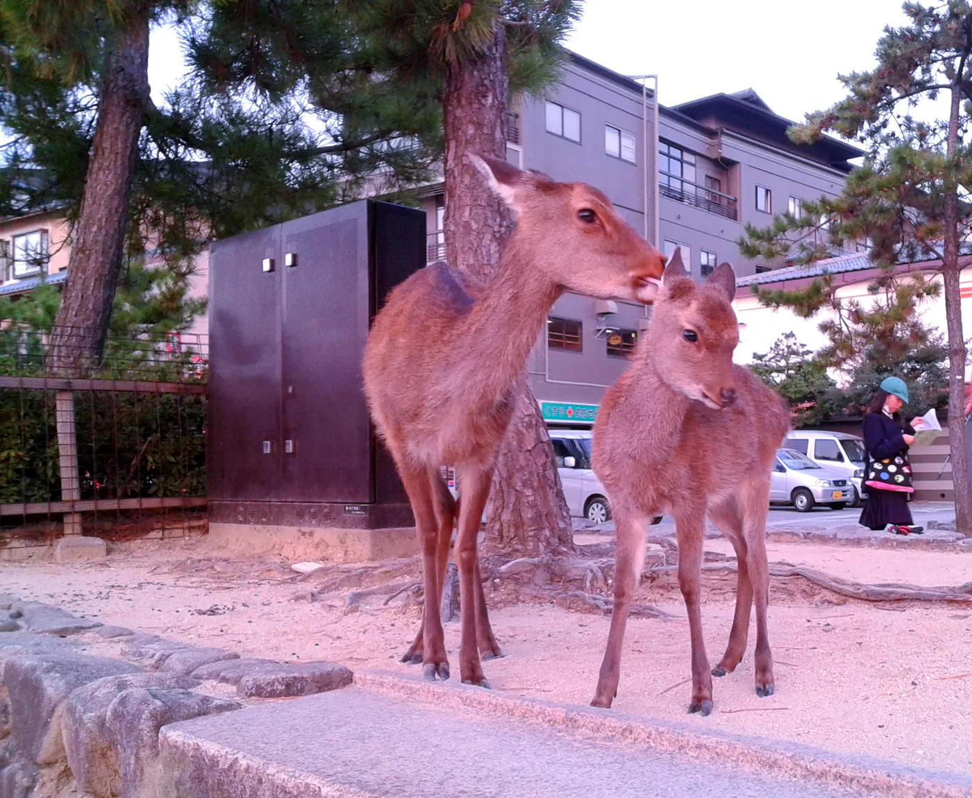 Daini a Miyajima