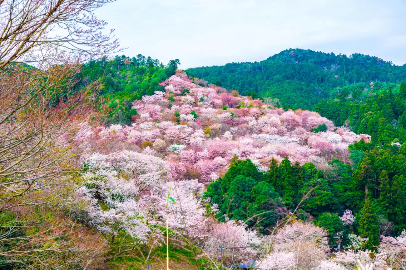 hanami yoshino