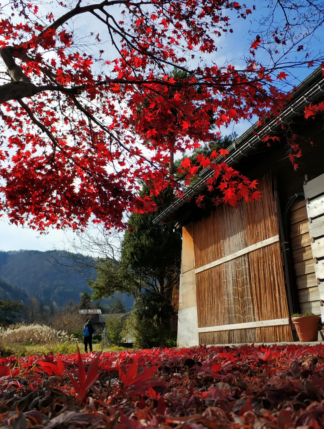 Foglie rosse di acero davanti a un edificio tradizionale giapponese.