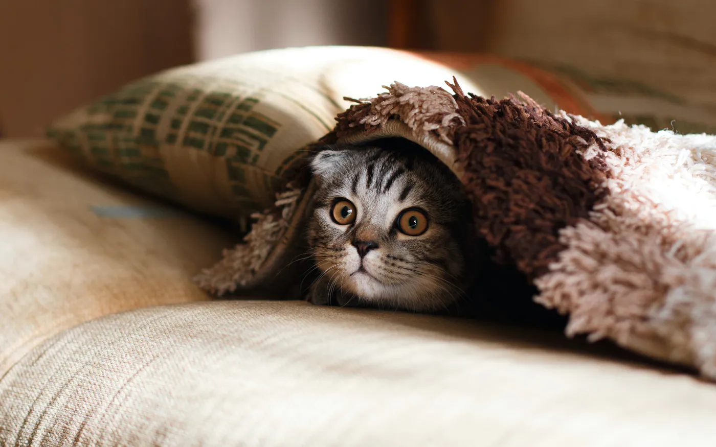 Gatto dagli occhi spalancati che sbuca da sotto una coperta.